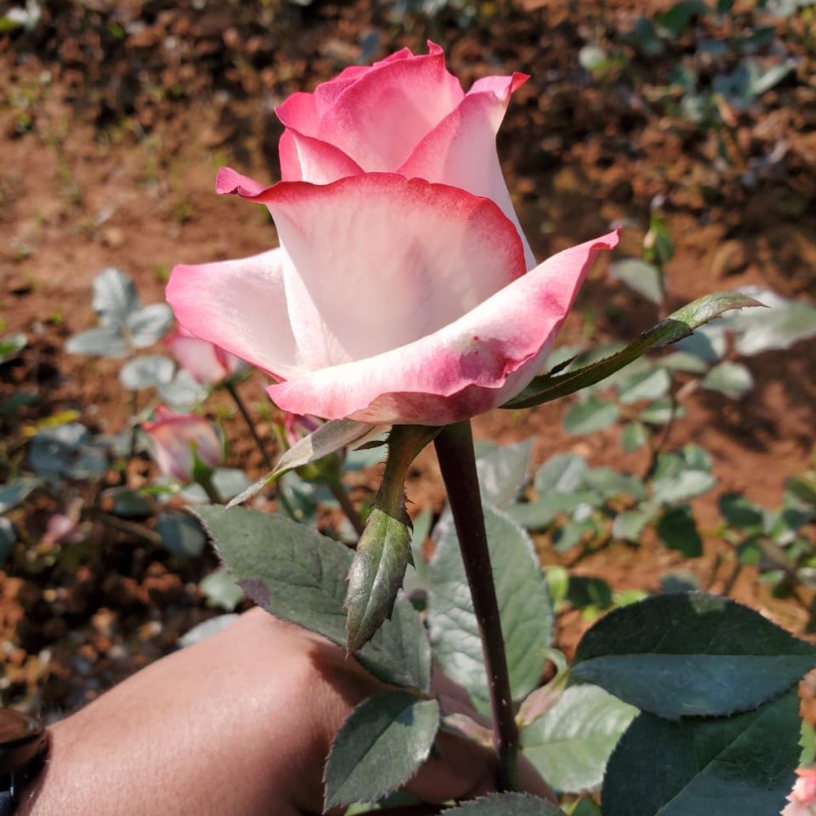 Rose service