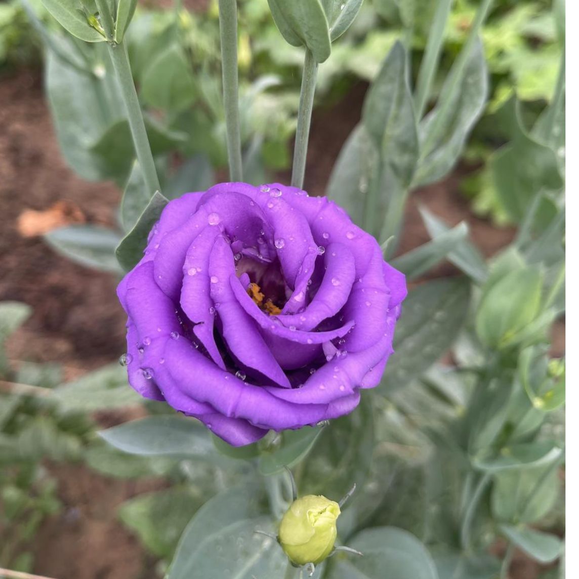 Lisianthus service