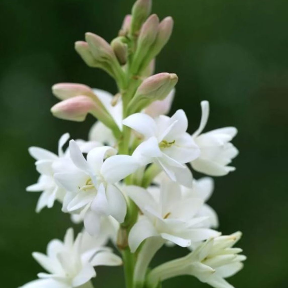 Tuberose service